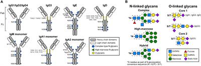 Sialylation as an Important Regulator of Antibody Function